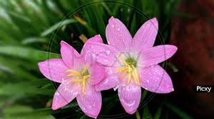 Image result for Zephyranthes minuta