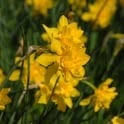 We did not find results for: Buy Daffodil Double Campernelle Double Daffodil Free Delivery
