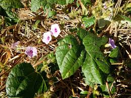 Image result for Ipomoea dichroa