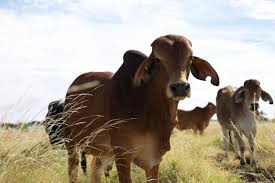 It is good and raised for meat, milk and draught purposes. Image Of Brahman Cattle Image Eurekalert Science News Releases