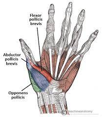 The extrinsic muscle groups are the long flexors and extensors. The Muscles Of The Hand Thenar Hypothenar Teachmeanatomy