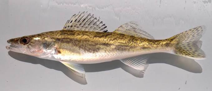 Saugeye | Ohio Department of Natural Resources
