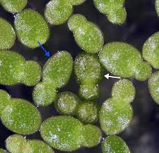 Image result for Wolffia