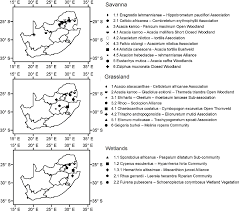 Image result for Acacia tenuispina