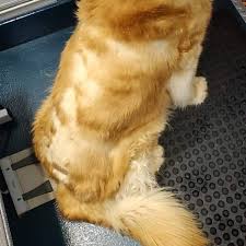 These pooches are on the. Woof Wag This Golden Retriever Was Shaved A Year Ago Facebook