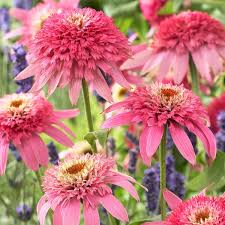 Image result for xenevu