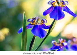 Image result for Neomarica northiana