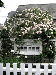 Img 2686 Rose Trellis Climbing Roses Trellis Rooftop Garden