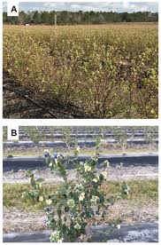 Do you know how to fertlize and water o'neal blueberry? Agronomy Free Full Text A Review For Southern Highbush Blueberry Alternative Production Systems Html