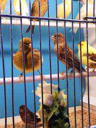 Frutas Y Verduras Adecuadas Para Canarios Fanmascotas