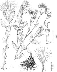 Image result for Stomatanthes