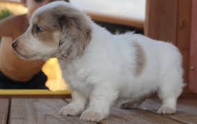 We recently have also fallen head. Mini Dachshund Puppies For Sale Buffalo Ny Dachshund Puppies For Sale From Vetted Dachshund Breeders In New York