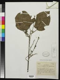 Image result for Alchornea cordifolia