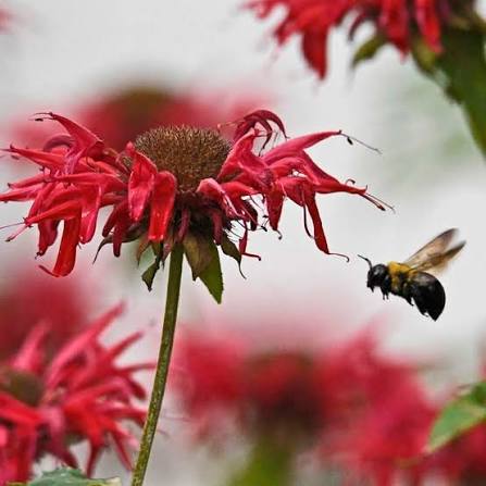 Jacob Cline Bee Balm | Red | Plant - 3" Pot by American Meadows