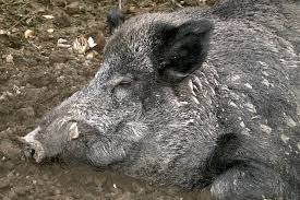 Tiere Der Nacht Nabu Baden Wurttemberg