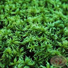 Image result for Sphedamnocarpus