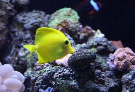 Chewy.com, where pet lovers shop. Maintenance Schedule For Reef Tanks Ratemyfishtank Com