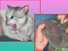 3 Ways To Tell If Your Cat Has A Food Intolerance Wikihow Pet