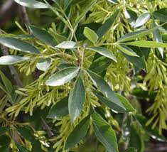 Image result for Fraxinus velutina