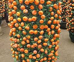 Proudly serving san diego for over two decades. Nooelec Seeds India Indoors And Outdoors Mandarin Dwarf Fruit Tree Seeds Orange Pack Of 10 Seeds Amazon In Garden Outdoors