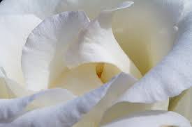 2205 cimarron drive, las cruces, nm 88011. Barb S Flowerland Las Cruces Nm 2001 E Lohman Ave Ste 136 Florists Flower Delivery