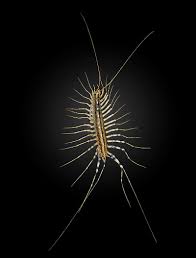 Scutigere Veloce Scutigera Coleoptrata Scutigeridae Idees De Tatouages Animaux Tatouage