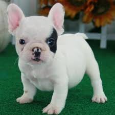 French bulldog puppies for sale under 1000 in texas. French Bulldog Puppies For Sale Midland Tx 94439