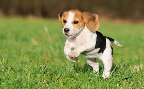 For usa pets only register your pets microchip. North American Purebred Registry Inc Dog Registration Papers