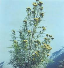 Image result for Tagetes minuta