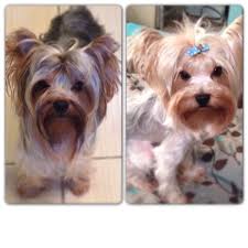 Yorkie Brothers Kistin And Maestro Cute Puppies Yorkie Animals