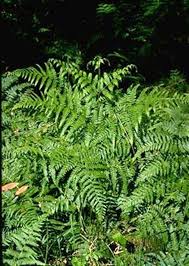 Image result for Hypolepis