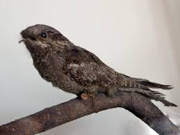 Hinterberger 1854) bestätigt sind und sechs weitere arten (wasservögel. Ziegenmelker Caprimulgus Europaeus Vogel Naturegate