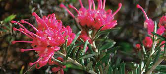 There is a host of wonderful low growing natives that can add a splash of colour to even the smallest garden. 5 Flowering Natives To Brighten Your Winter Garden Good Living