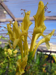 Image result for Tecomaria capensis