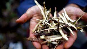 Connecting With Devils Club Herbal Jedi Youtube