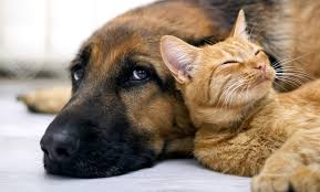 Check spelling or type a new query. Doral Welfare Animal Clinic Doral Fl Groupon