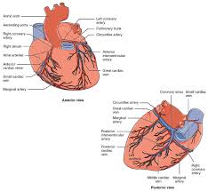 Coronary circulation anatomical cross section diagram, labeled vector illustration scheme. File 2014ab Coronary Blood Vessels Jpg Wikimedia Commons