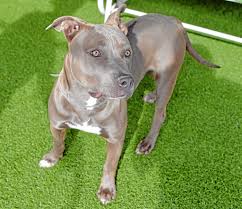 They're very courageous when confronted with their enemies. Pet Of The Week Dodger A Playful 10 Month Old Pit Bull Mix Needs A New Home Daily Breeze