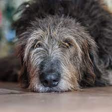 Life expectancy for lung cancer in dogs can range anywhere from 2 months to nearly 2 years. Lung Cancer In Dogs Huntersville Vet Specialists Carolina Veterinary Specialists