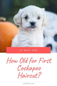 We did not find results for: When Should Cockapoo Have First Haircut With Photos