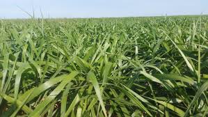 Image result for Urochloa brizantha