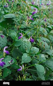 Image result for Brillantaisia cicatricosa