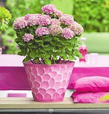 Ein saurer boden, der zudem reichlich mineralien wie stickstoff, eisen, schwefel, mangan und zink enthält, ist voraussetzung für eine prächtige blüte. 150 Tage Blutenzauber Freizeit Ch Medien