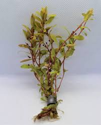 Image result for Nesaea