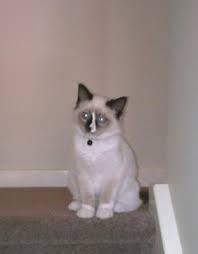 Like a lot of other breeds, the ragdoll likes a routine and doesn't particularly like it when this changes for any reason. My Non Stop Malting Rag Doll Cat