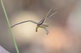 Image result for Eulophia seleensis