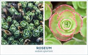 South east asia flower colour: 20 Popular Types Of Succulents Ftd Com
