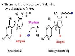 Thiamine pyrophosphate là một cofactor có mặt trong tất cả các hệ thống sống, trong đó nó xúc tác một số phản ứng hóa sinh. The Vitamin Bcomplex Refers To All Of The