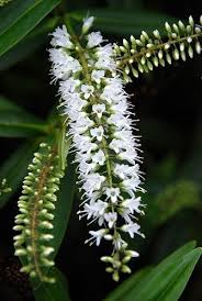 Flowering landscape trees are the crown jewels of the residential landscape, offering shape, color, and shade. Macadamia Flower Racemes Macadamia Is A Genus Of Four Species Of Trees Indigenous To Australia And Constituting Part Of The Plant Family Proteaceae T Arboles