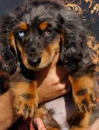 Dachshunds have a hunting reputation which may be hard to believe because of their miniature size. Dachshund Puppies For Sale Tennessee